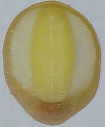 Hormones and sugar network signalling in seeds