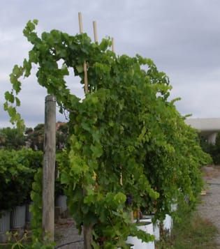 Modelling axis organogenesis in grapevine (PMA Special Issue)