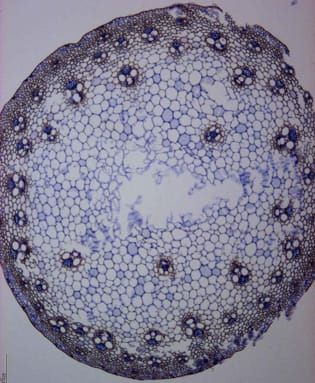 Vernalization, stem lignification and floral transition in Phleum