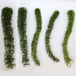 Invasion strategies in clonal aquatic plants