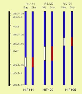Seed germination under osmotic and salt stresses