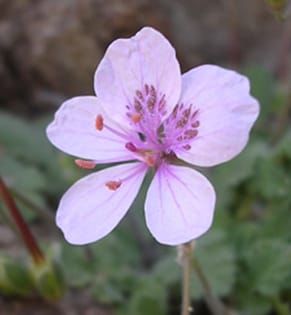 Intercontinental colonization and Mediterranean radiations in Erodium