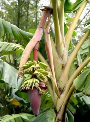 The origin of hybrid edible bananas
