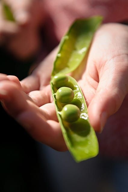 Like Peas in a Pod. Photo (cc) Phil Price.