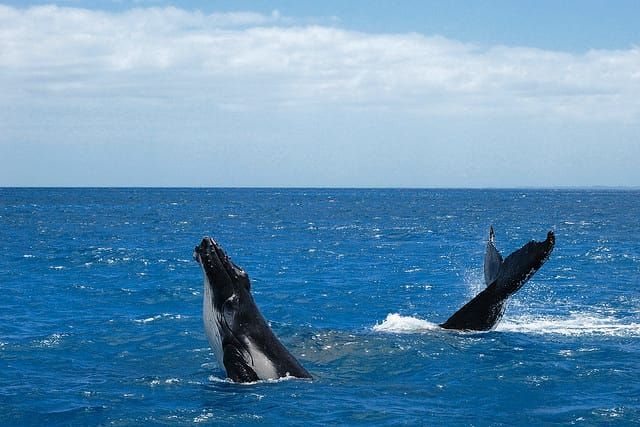 Quite literally the size of whales