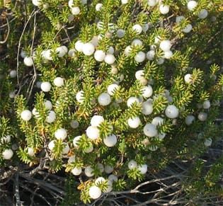 Gender-specific costs of reproduction in a dioecious shrub