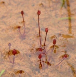Reproductive ecology in a basal angiosperm