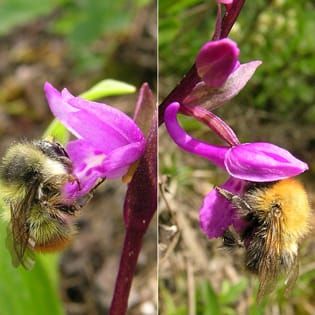 Orchid reproductive isolation and pollination success