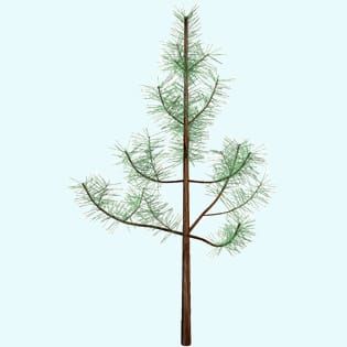 Stochastic architecture and biomass partitioning