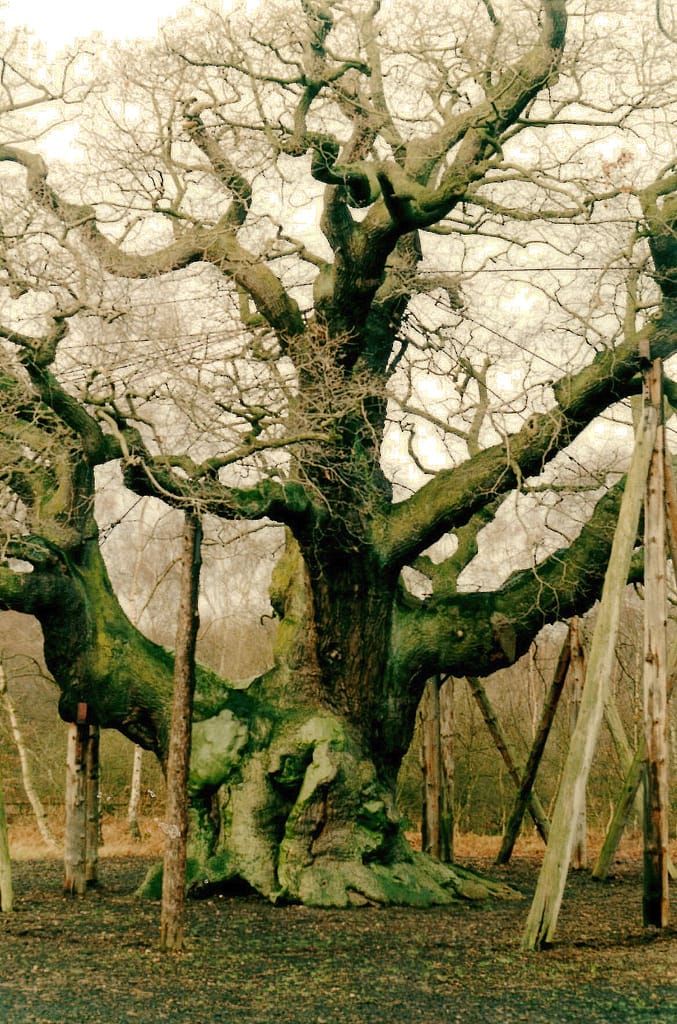 The Major Oak