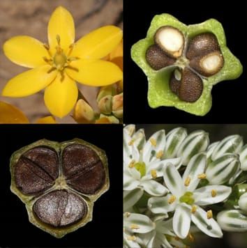 Phylogenetics of Ornithogaloideae