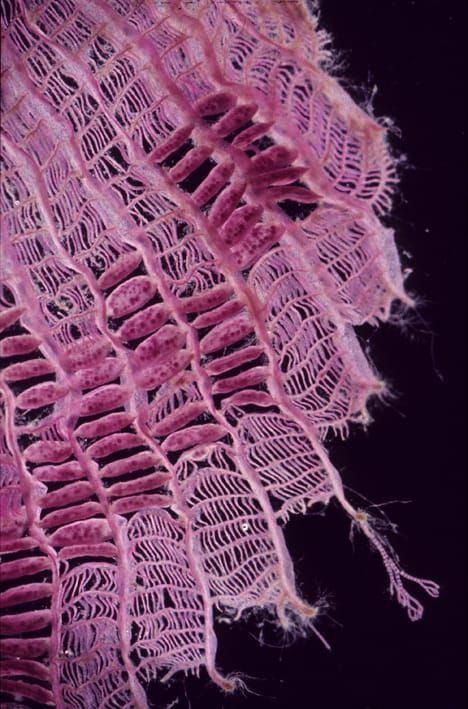 Image: Robert Ricker, US National Oceanic and Atmospheric Administration.