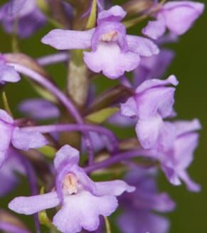 Coexistence of multiple cytotypes of an orchid
