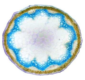 Mechanical perturbation of Arabidopsis