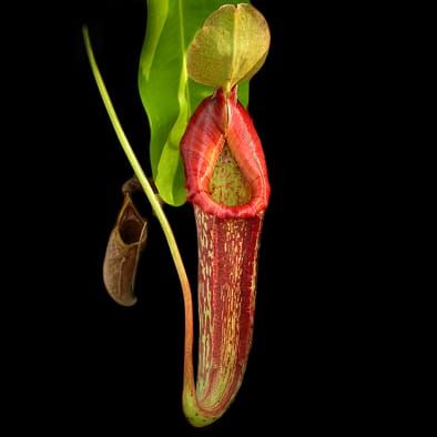 Traps of carnivorous pitcher plants as habitats