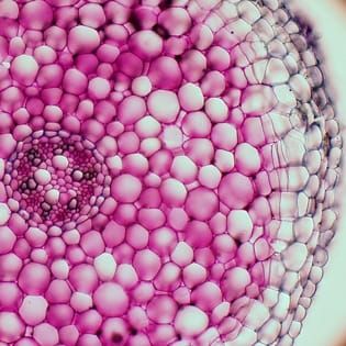 Cadmium and hypodermal periderm formation in roots