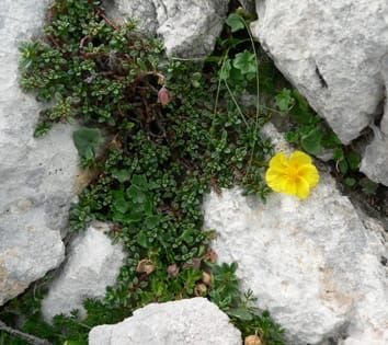 Leaf size and altitude