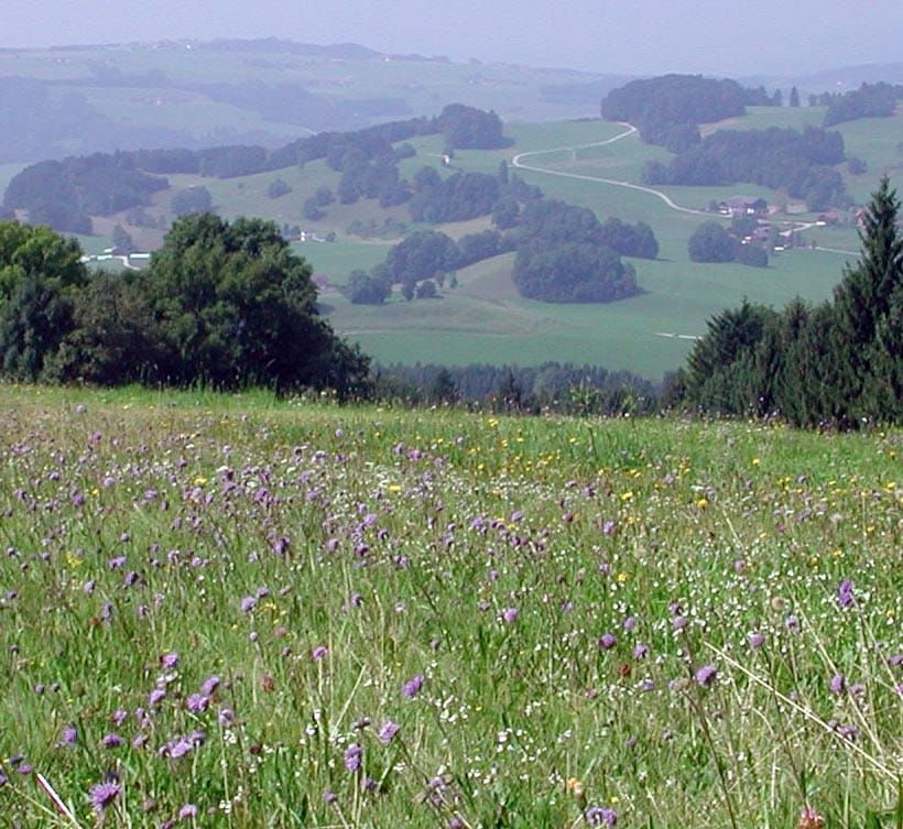 A meadow in Austria with high biodiversity; the importance of biodiversity is emphasized in the EU report