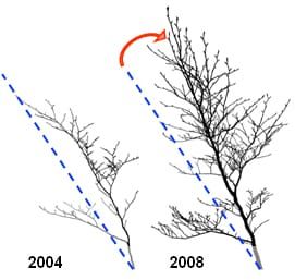 Stem uprighting in tree saplings