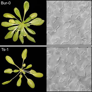 Natural variation in arabidopsis stomatal abundance