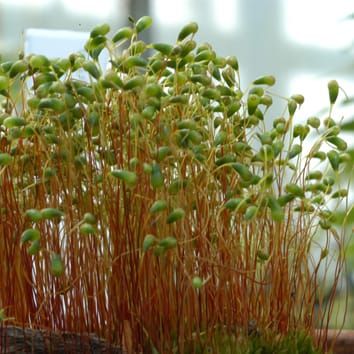 Is the moss calyptra covered by a cuticle?
