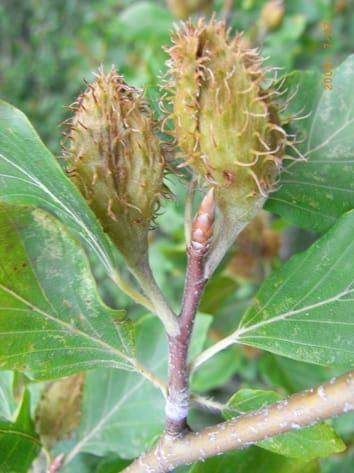 CO2 effects on reproduction versus vegetative growth