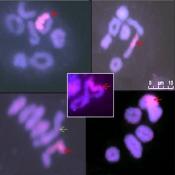 Alien introgression in Lolium and Festuca
