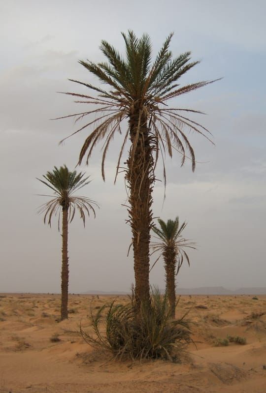 Image: Wikimedia Commons.