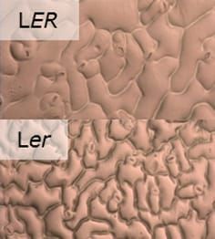 ERECTA gene and leaf cellular development