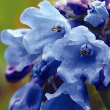 Functional significance of style length in Mertensia