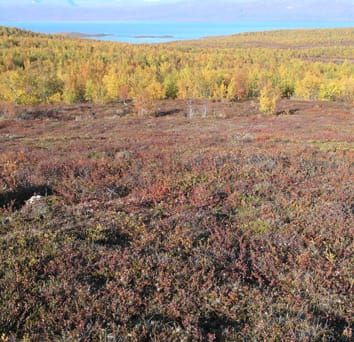 Vegetation structure and invasibility of arctic tundra