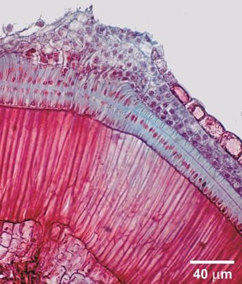 Physical dormancy and the water gap in Geranium