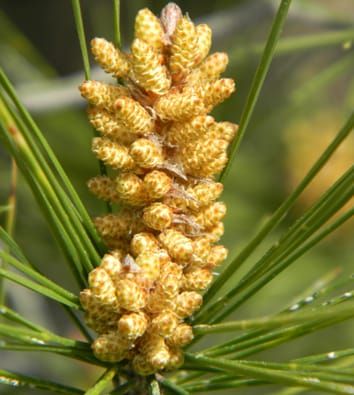 Gender segregation and sex allocation in pine