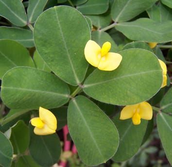 Origin of triploid Arachis by autopolyploidy