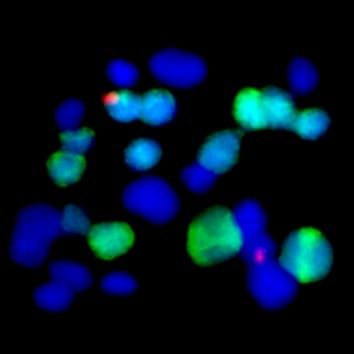 Chromosome paring in Paphiopedilum hybrids