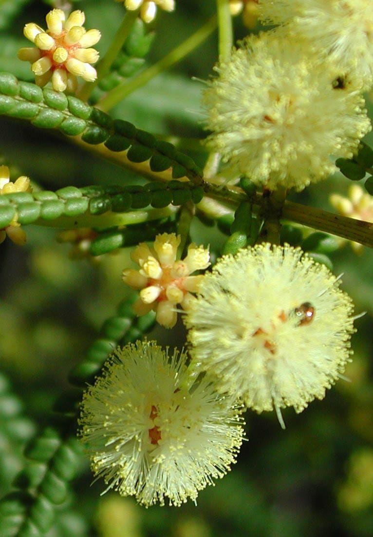 Australian Acacia