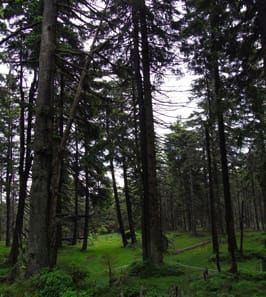 Lichen Lecanora conizaeoides in German forest