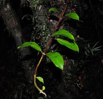Climbing plants and deep shade in rainforests