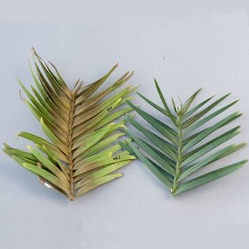 Temperature limits for relictual rainforest Araucariaceae