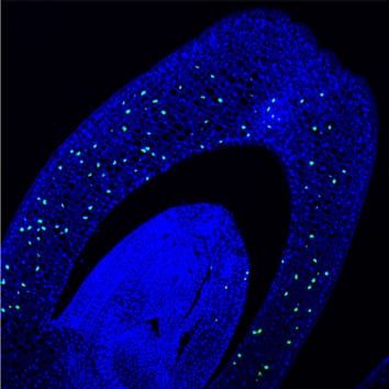 Cell division and elongation in submerged rice coleoptiles