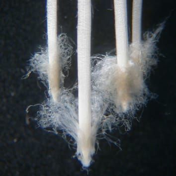 Novel border-like cells in woody plant roots