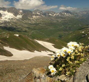 Apomixis is not prevalent in a high-alpine ecosystem