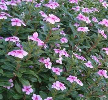 A genetic linkage map of Catharanthus