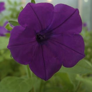 S-RNase-based self-incompatibility in Petunia
