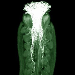 Proteins, pollen tube growth and guidance