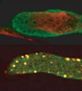 SI-mediated actin alterations in pollen (Review)