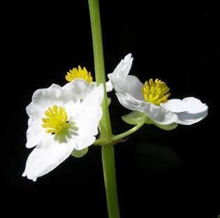 Sexual selection, pollinators and floral dimorphism