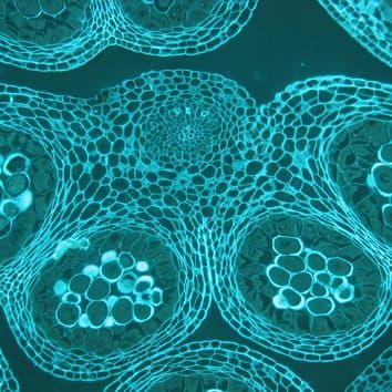 Stamen development and dormancy in apricotq