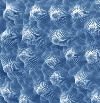 Why do petals have conical epidermal cells? (Review)