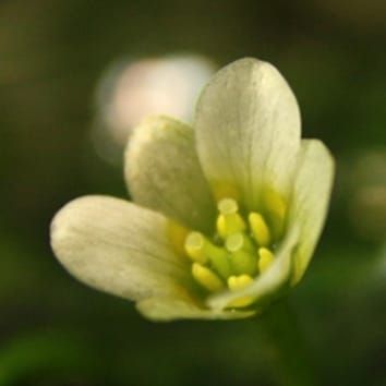 Cabomba as a model basal angiosperm (Review)